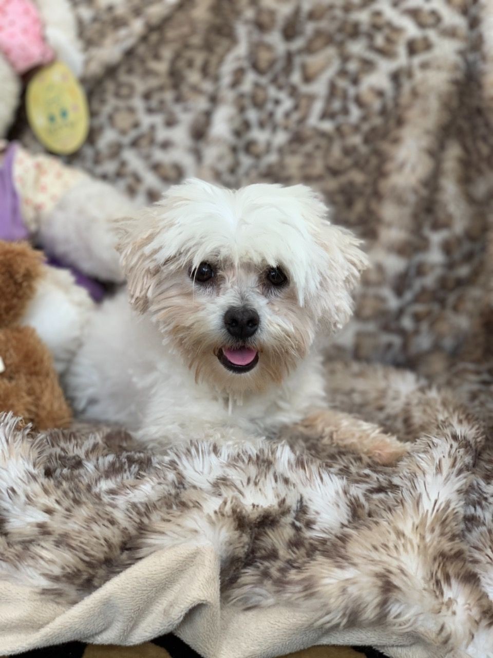 Maltese Puppies For Sale Phoenix, AZ 331723 Petzlover