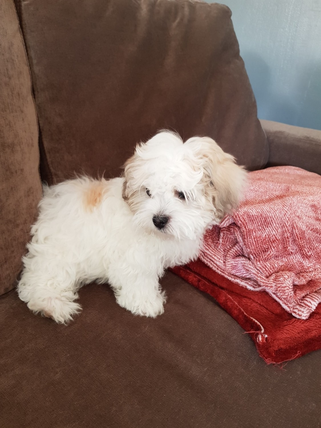 "Maltese" Puppies For Sale | Columbus, GA #332945 | Petzlover