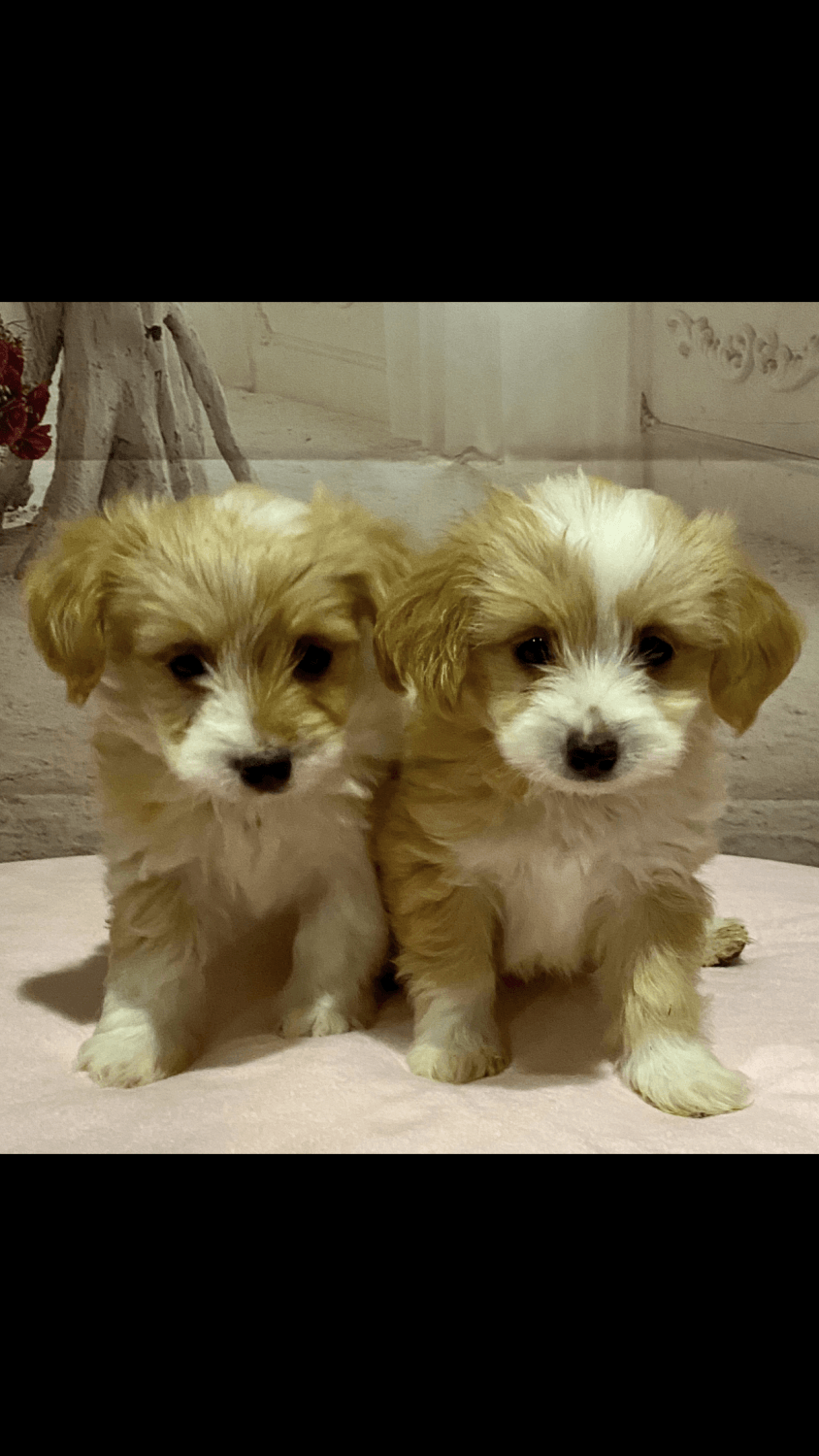 Maltese Puppies For Sale San Antonio, TX 338126