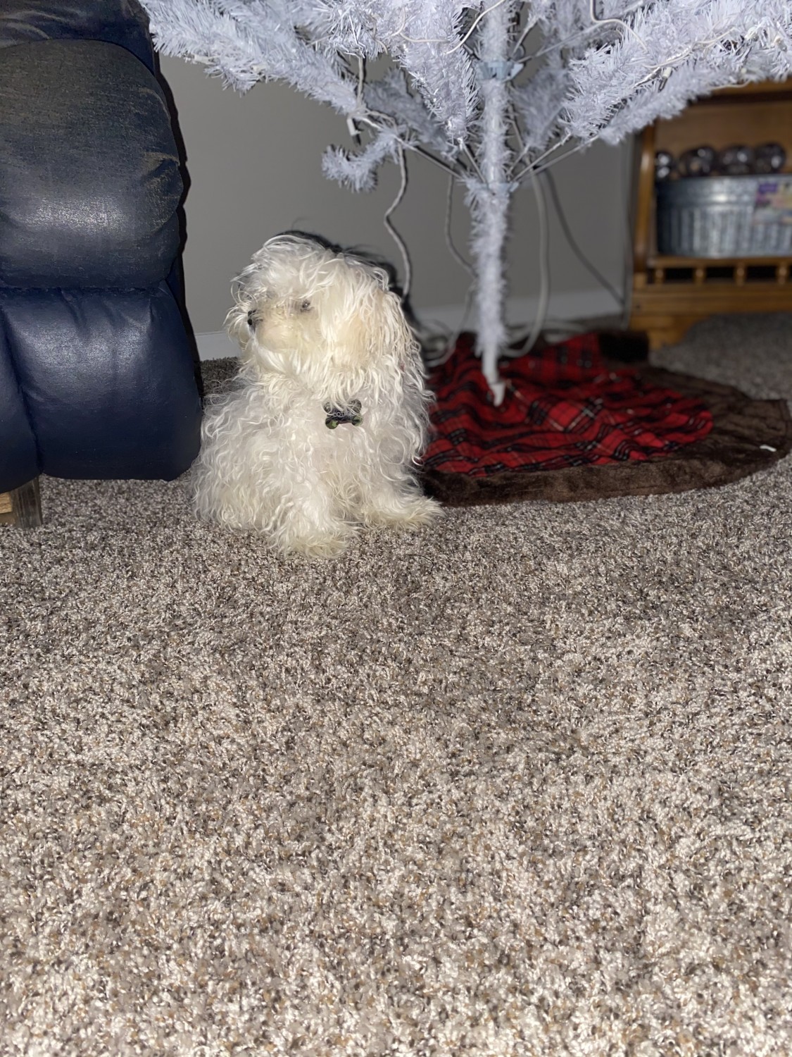 Maltese Puppies For Sale Griggs Road, Houston, TX 342984