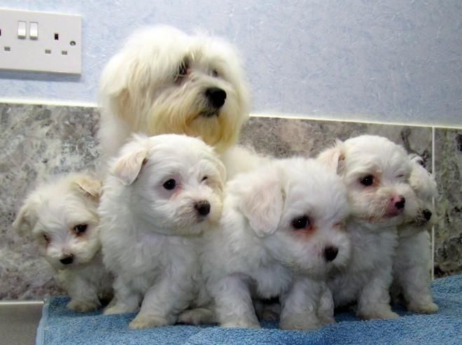 Maltipoo Puppies For Sale Roseville, CA 109394