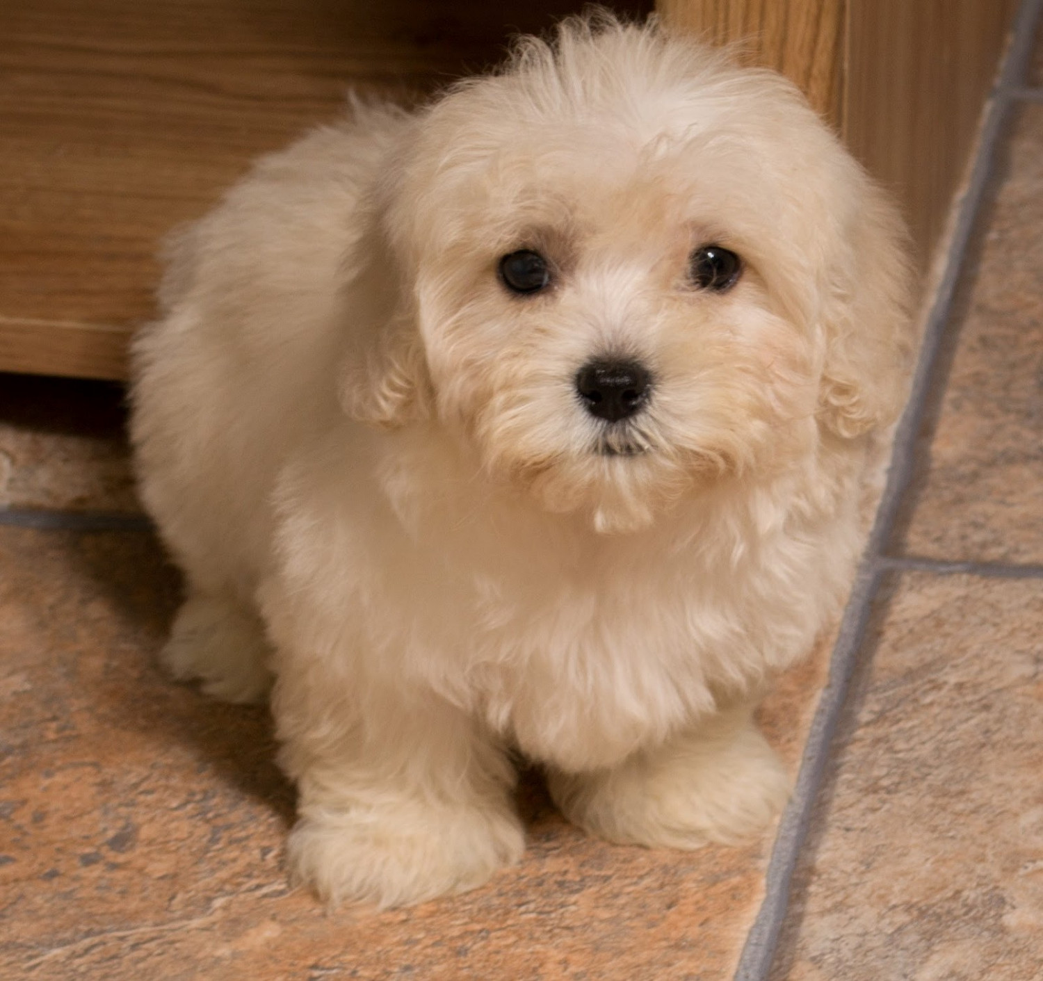 Maltipoo Puppies For Sale New York, NY 211616 Petzlover