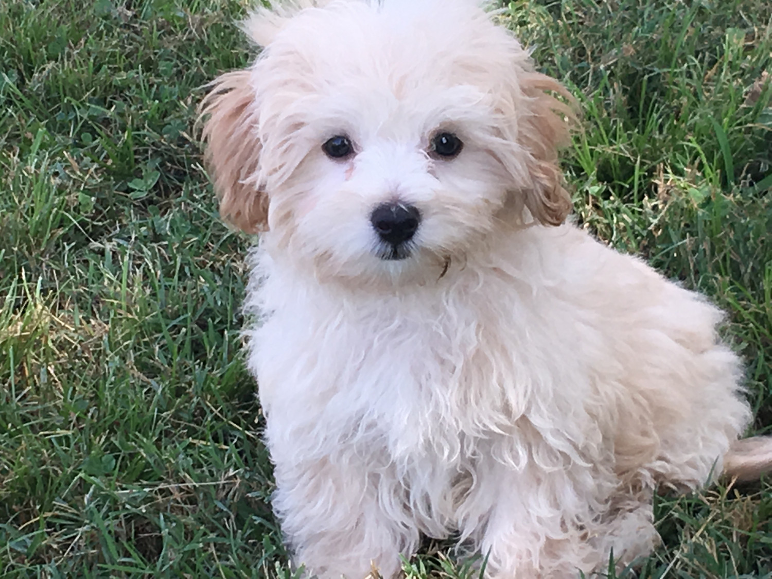 Maltipoo Puppies For Sale South 437 Road, OK 240783