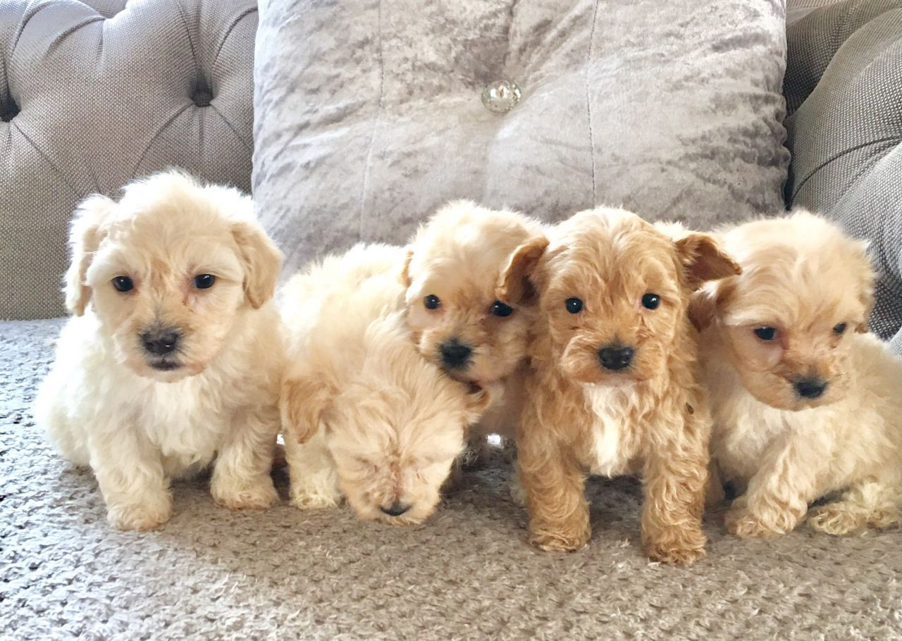 maltipoo puppies for sale in texas