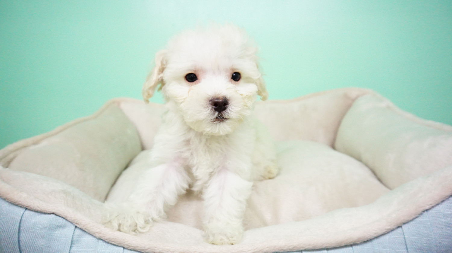 Maltipoo Puppies For Sale In Florida 0