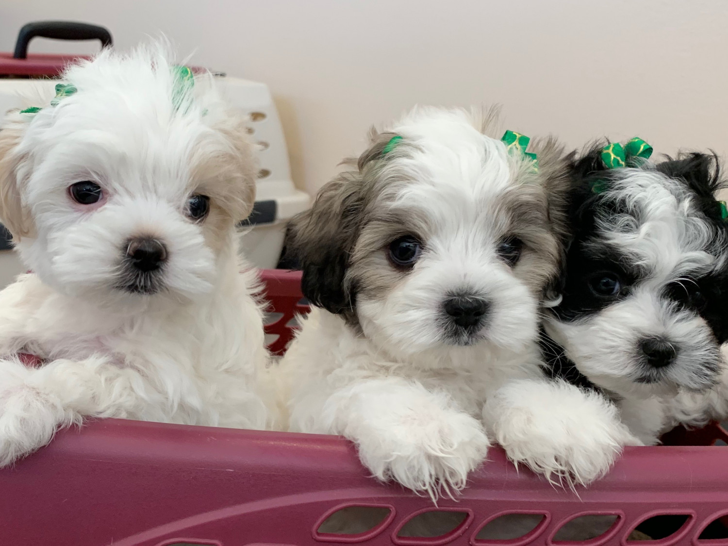 60 Top Photos Maltipoo Puppies For Sale In Tn / Maltipoo Puppies For Sale In Florida From Top ...