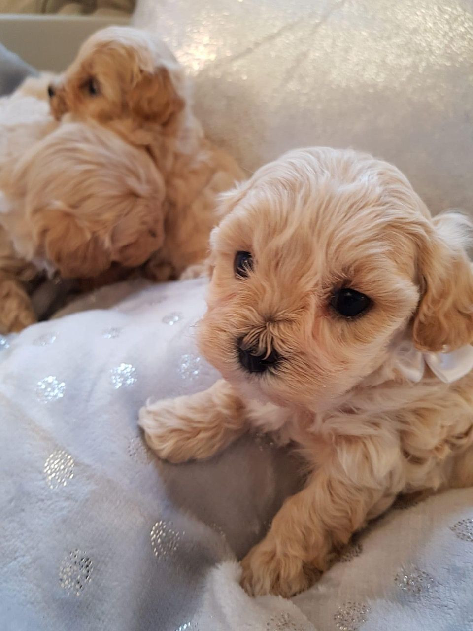 Maltipoo Puppies For Sale Pittsburgh, PA 293789