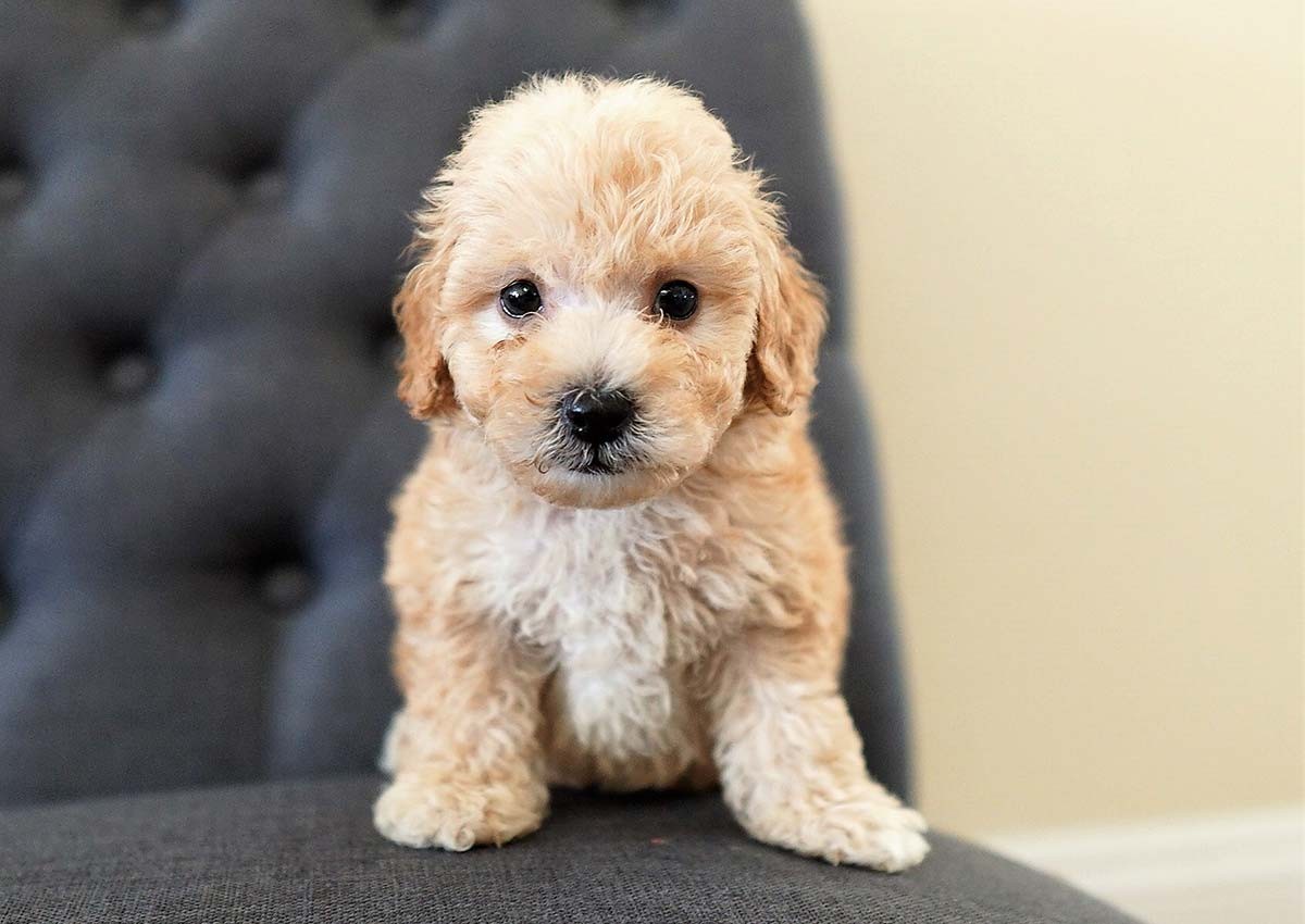 orange maltipoo