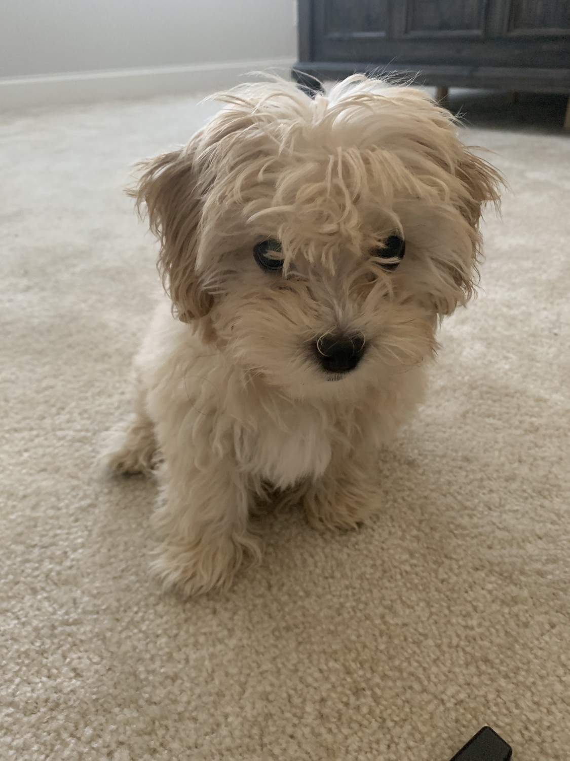 Maltipoo Puppies For Sale Stone Point Way, GA 322075
