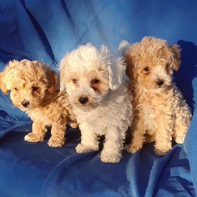 Maltipoo Puppies For Sale Murfreesboro, TN 332646