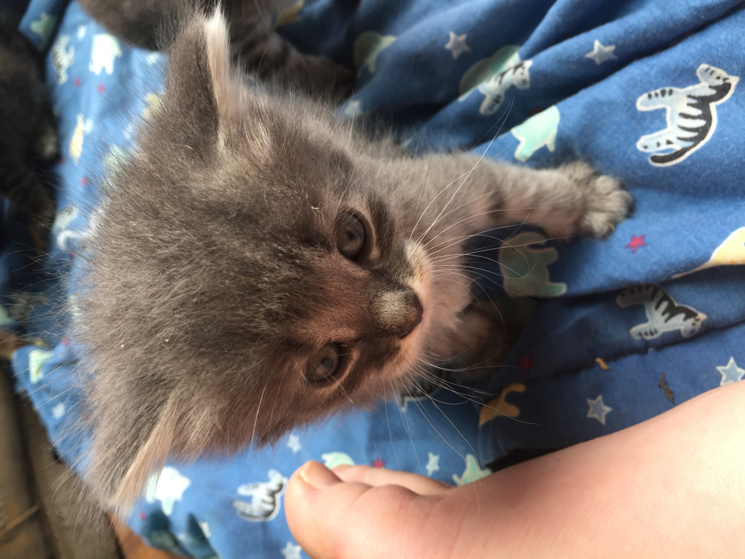 Manx Kittens For Sale petfinder
