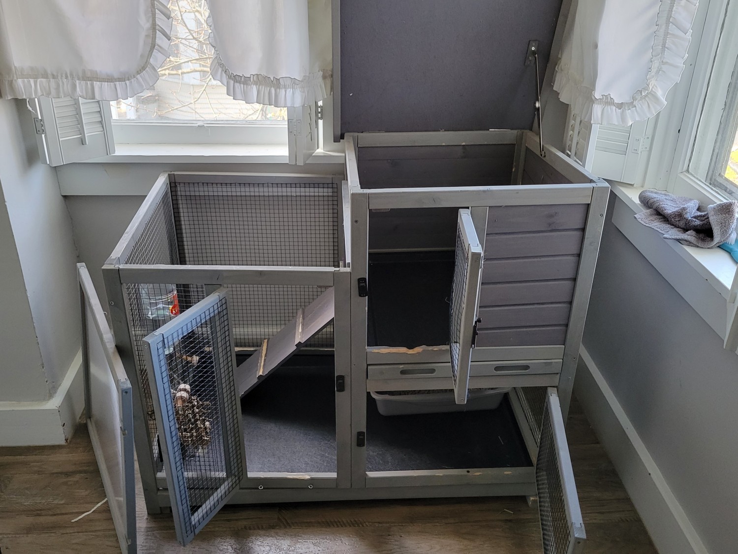 Mini Lop Rabbits For Sale Lititz, PA 398312 Petzlover