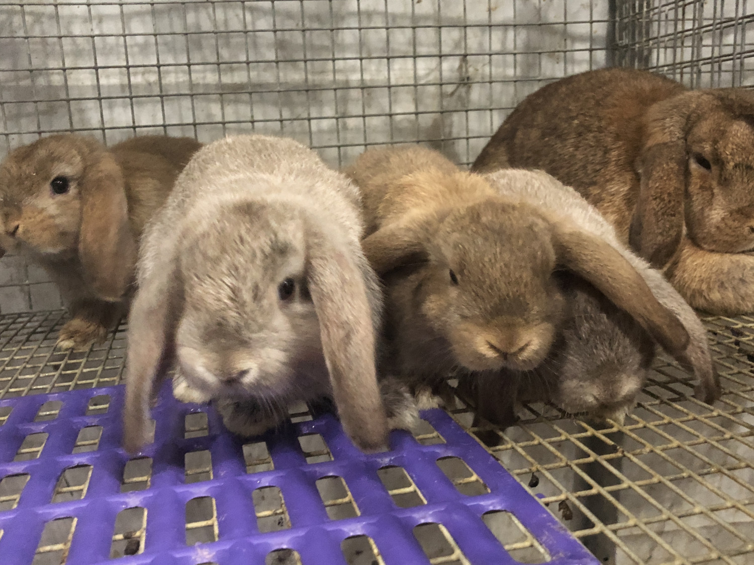 Mini Lop Rabbits For Sale | Kent, CT #282706 | Petzlover