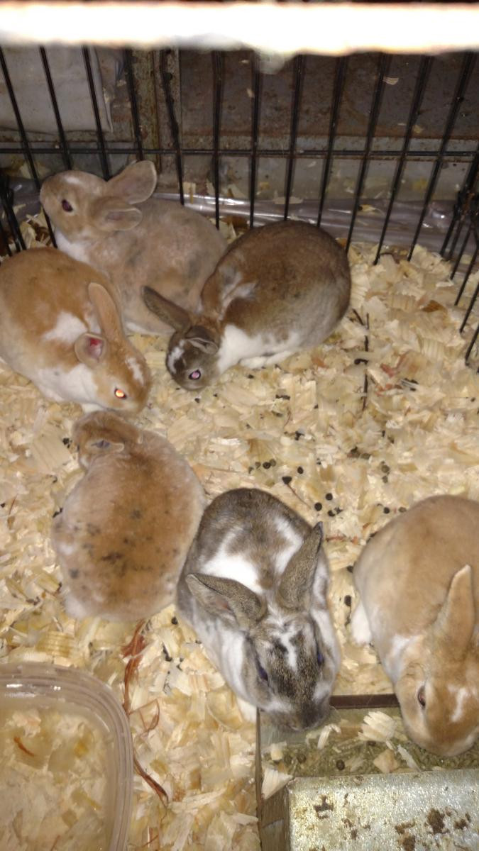 Mini Rex Rabbits For Sale East Canton, OH 127809