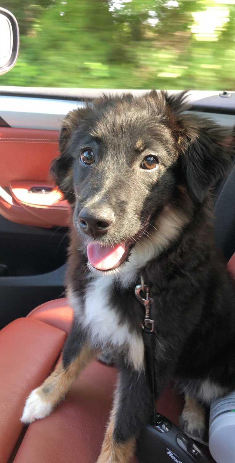 Miniature Australian Shepherd Puppies For Sale Hampton, VA 314560