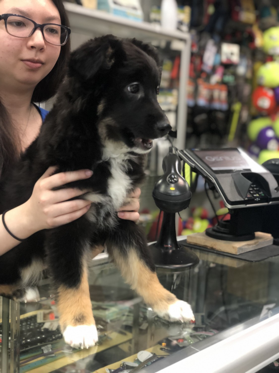 Miniature Australian Shepherd Puppies For Sale Hampton, VA 314560