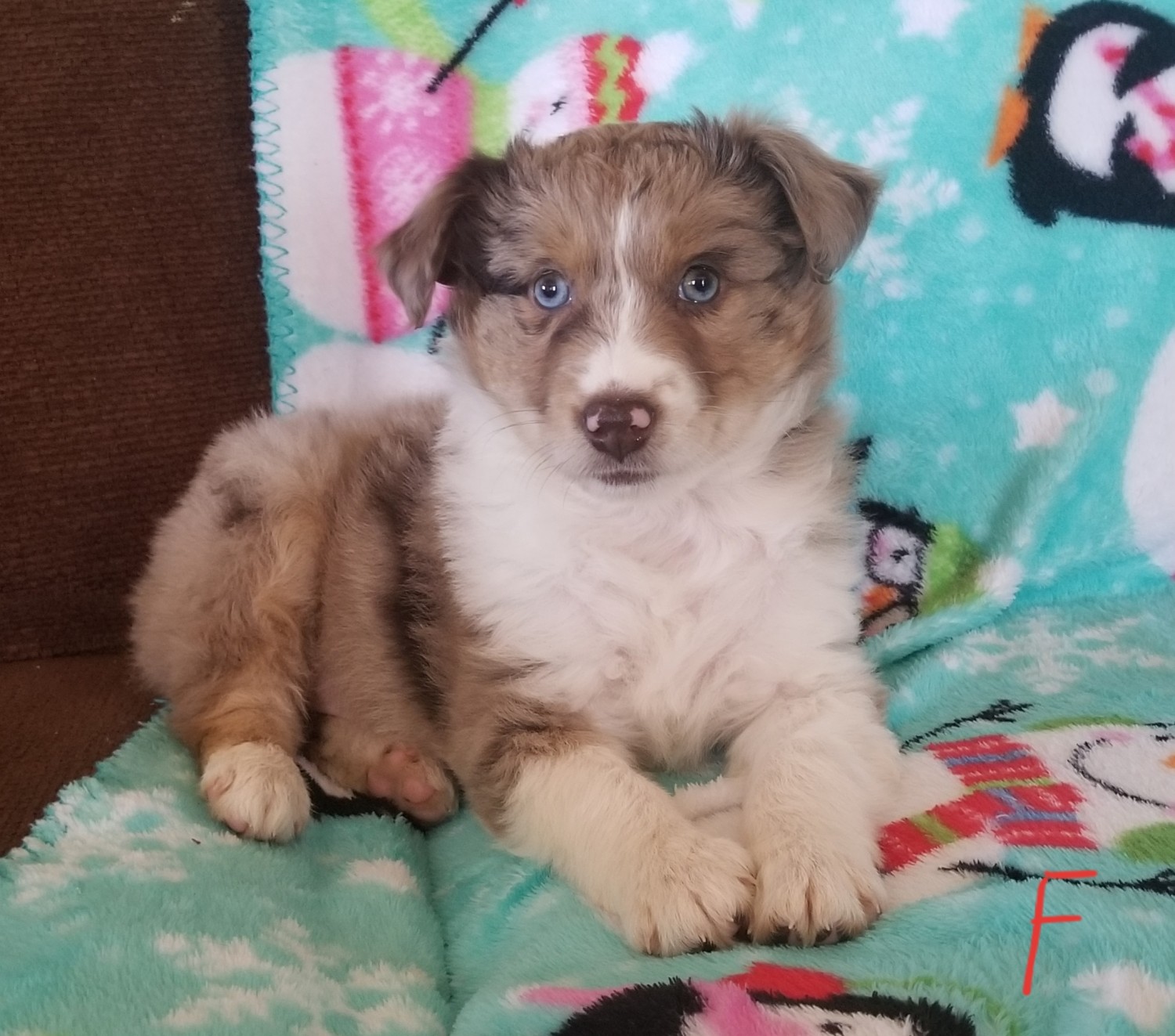 Miniature Australian Shepherd Puppies For Sale Nathalie, VA 319335