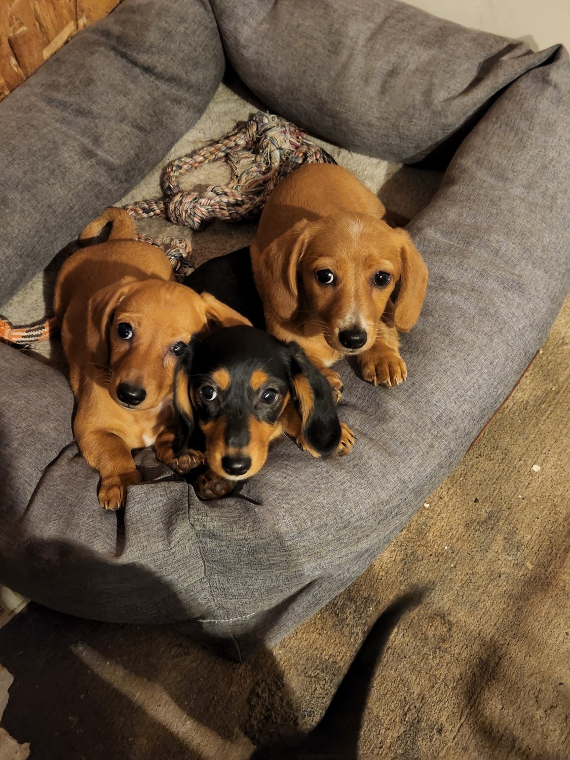 Miniature Dachshund Puppies For Sale Pine City, MN 452259