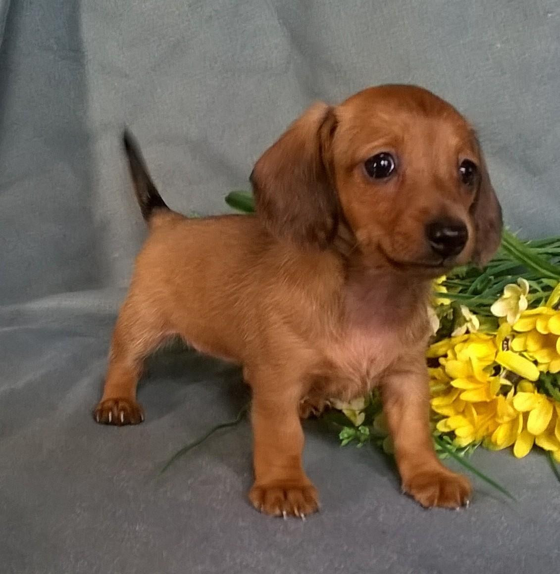 Miniature Dachshund Puppies For Sale Canton, OH 150534