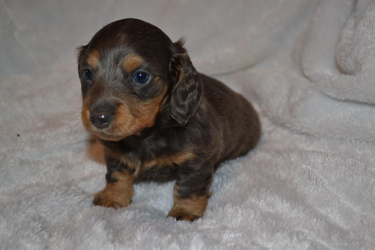 Miniature Dachshund Puppies For Sale Prattville, AL 155346