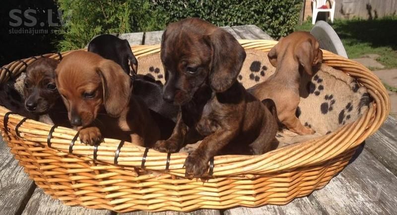 Miniature Dachshund Puppies For Sale Chicago, IL 170065