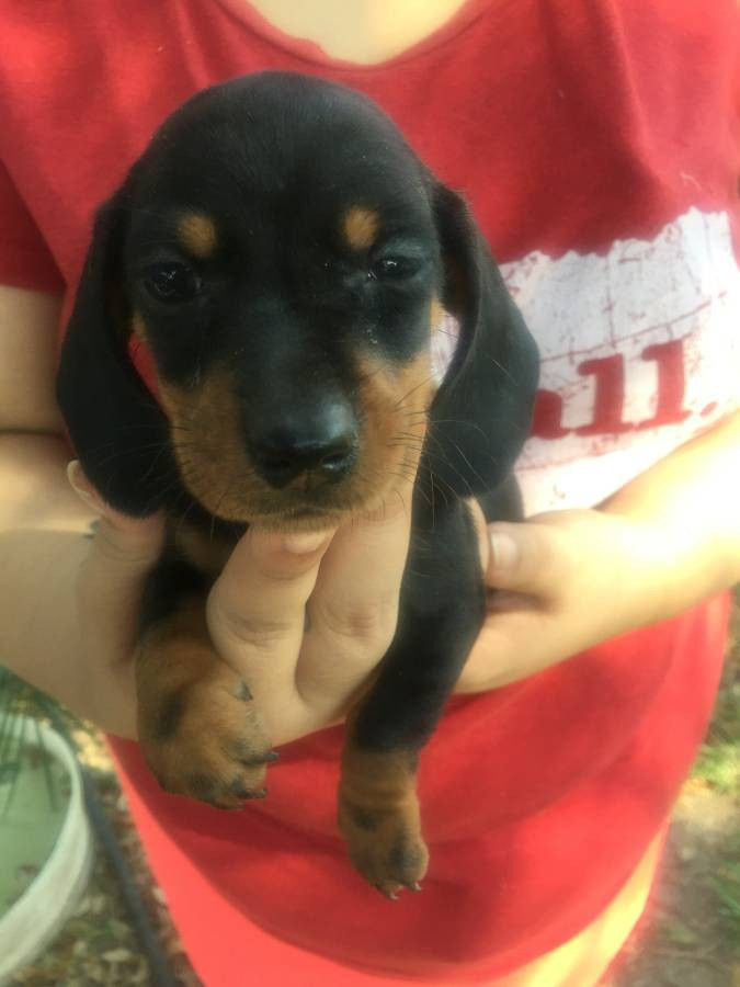 Miniature Dachshund Puppies For Sale New Haven, CT 183081