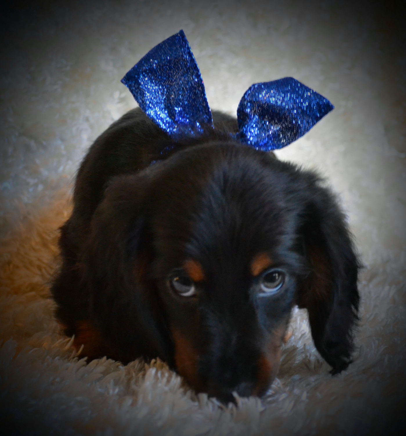 Miniature Dachshund Puppies For Sale Maple Lake, MN 186126