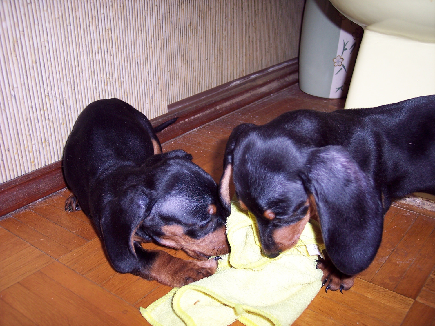 Miniature Dachshund Puppies For Sale Trenton, FL 187297