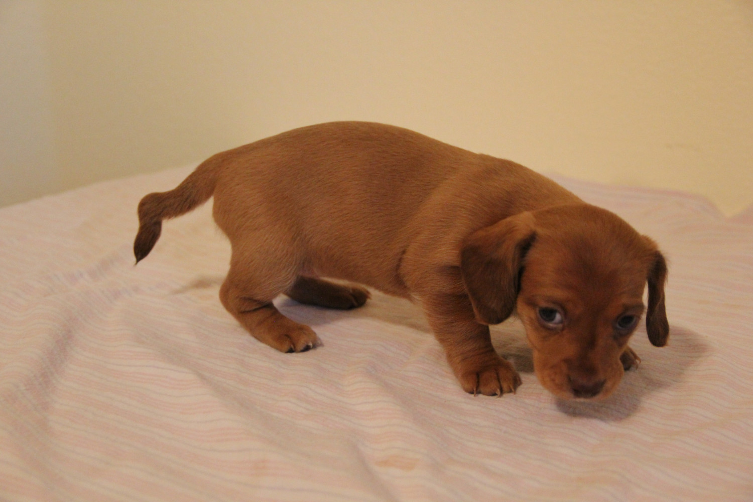 Miniature Dachshund Puppies For Sale Colorado Springs