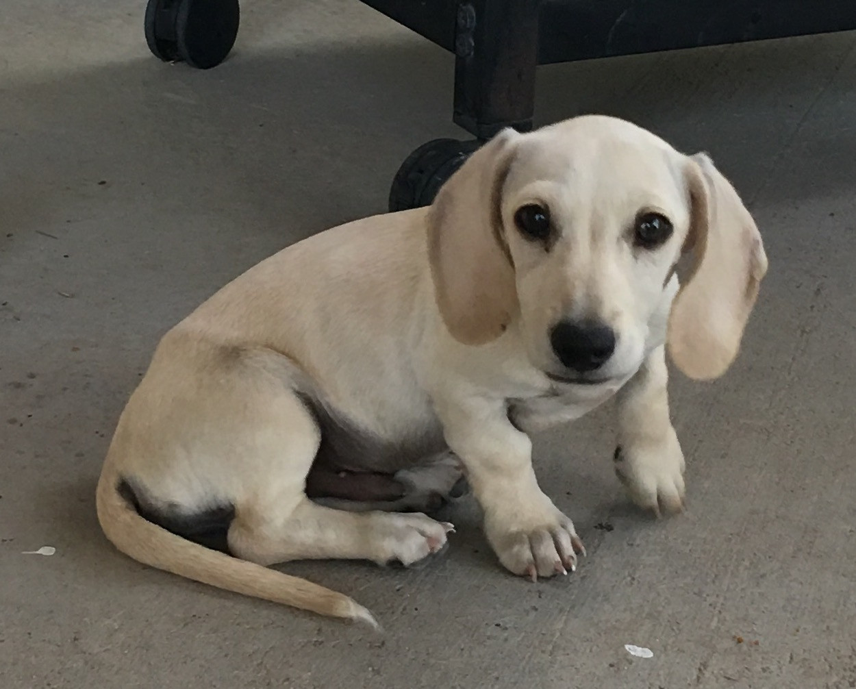 Miniature Dachshund Puppies For Sale Ottertail, MN 213997
