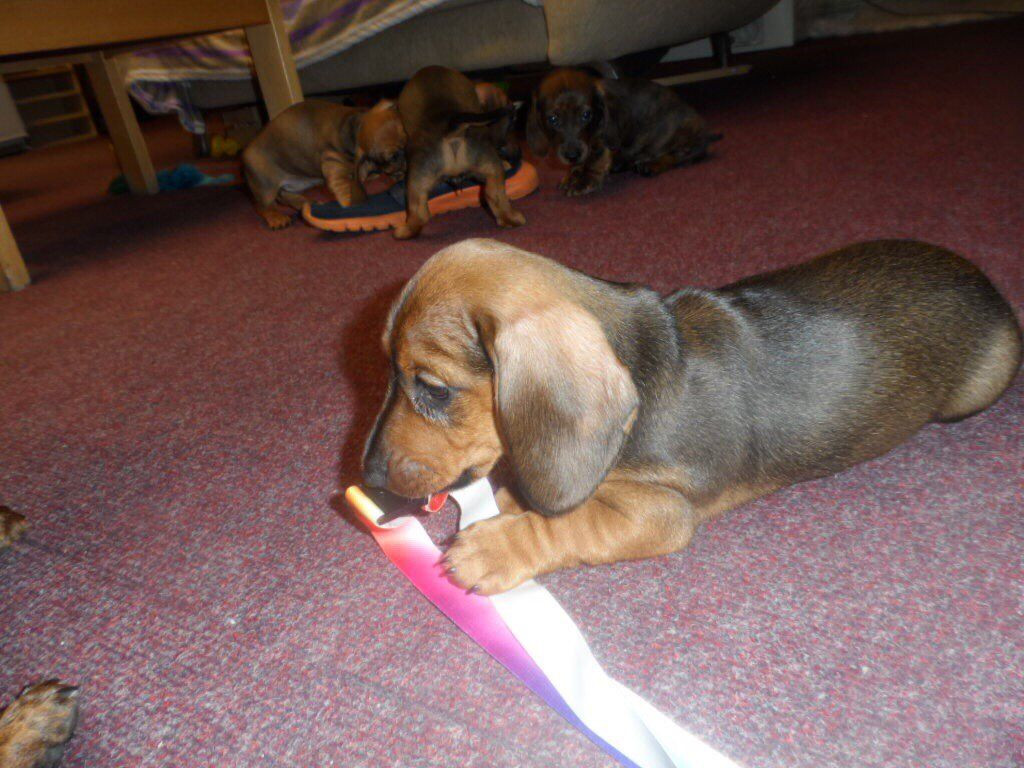 Miniature Dachshund Puppies For Sale New York, NY 217819