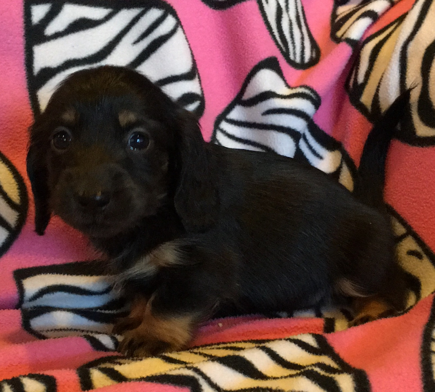 Miniature Dachshund Puppies For Sale Ottertail, MN 243495