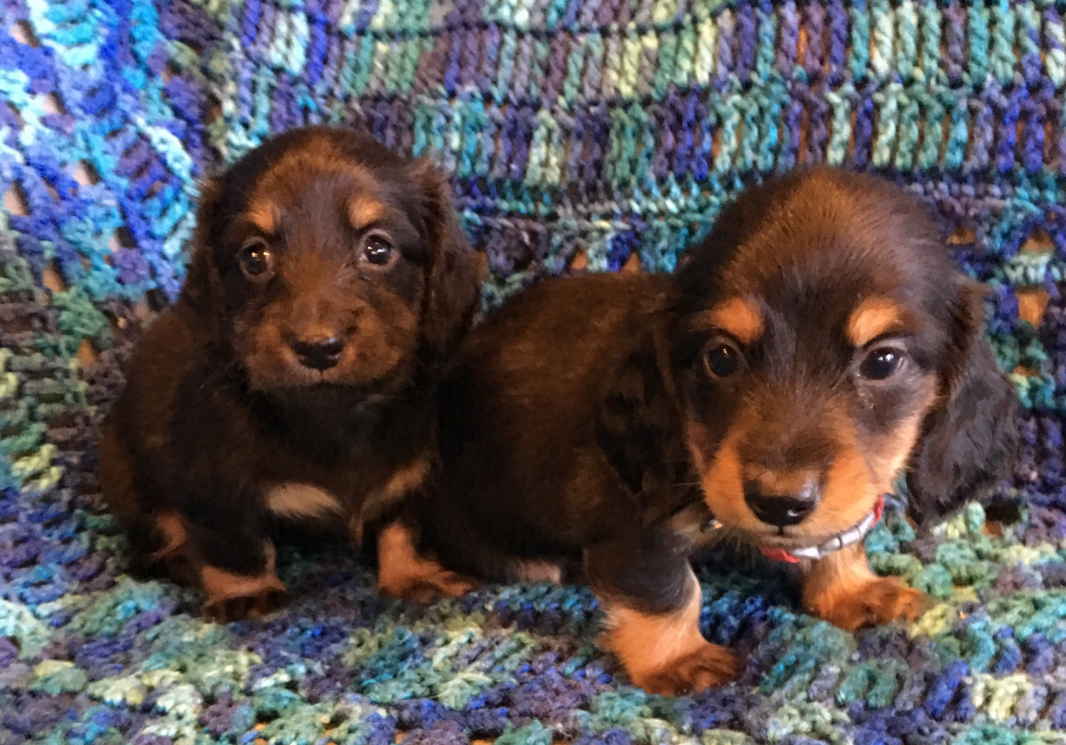 Miniature Dachshund Puppies For Sale Ottertail, MN 243495