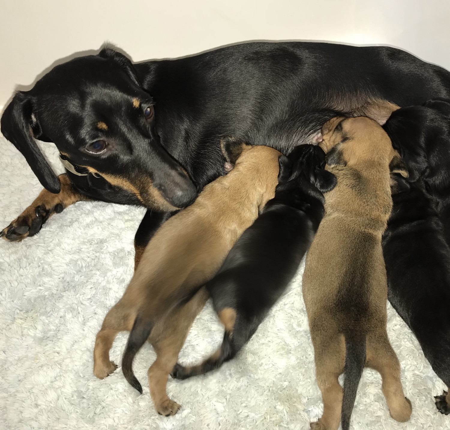 Miniature Dachshund Puppies For Sale Waynesville, MO 243914