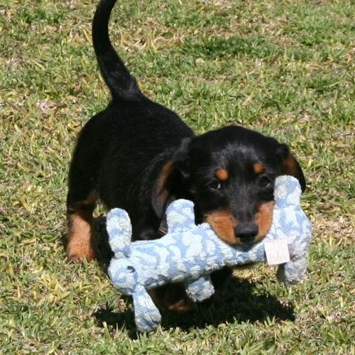 Miniature Dachshund Puppies For Sale Houston, TX 266855