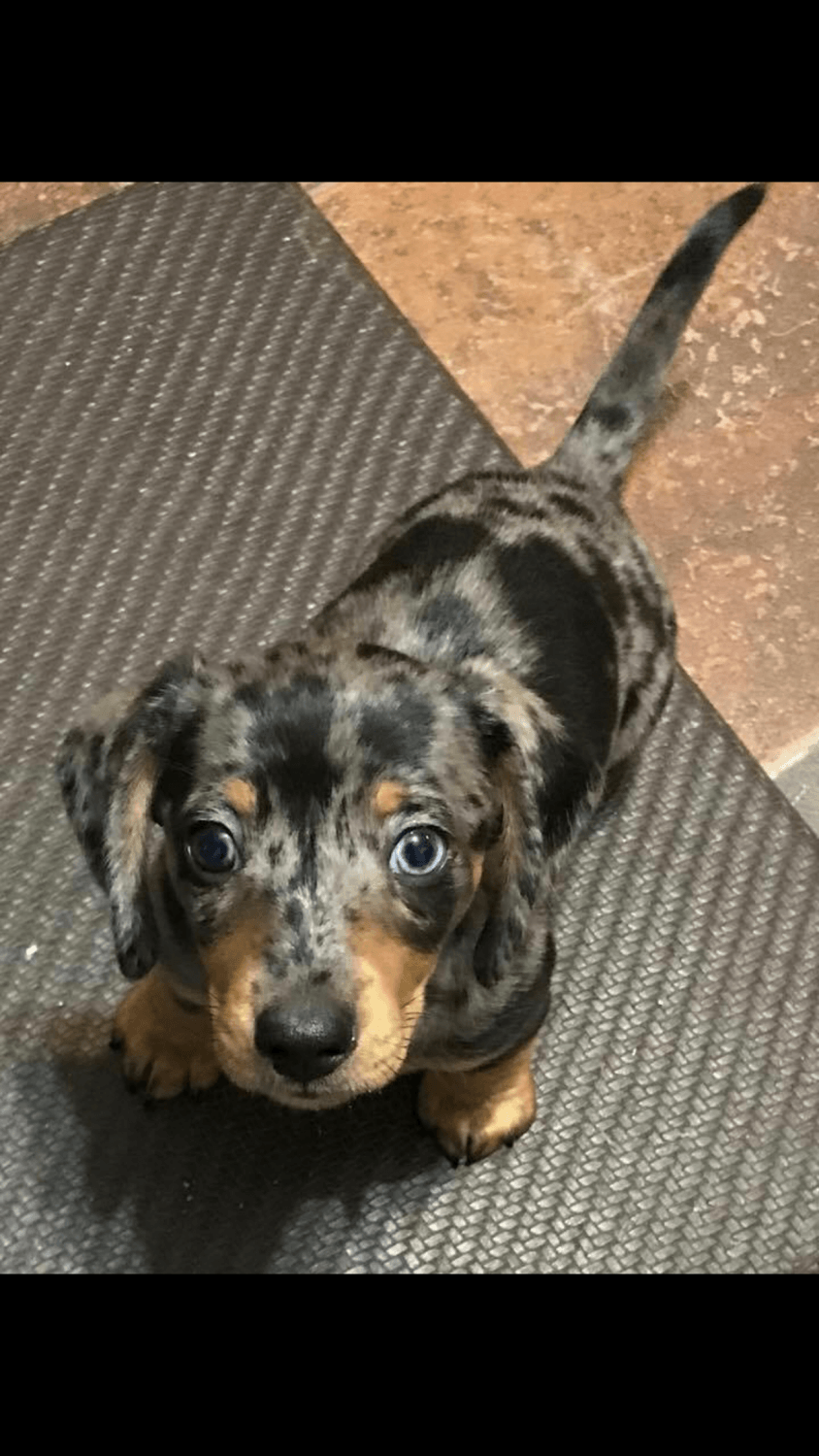 Miniature Dachshund Puppies For Sale Liberty, MS 280110