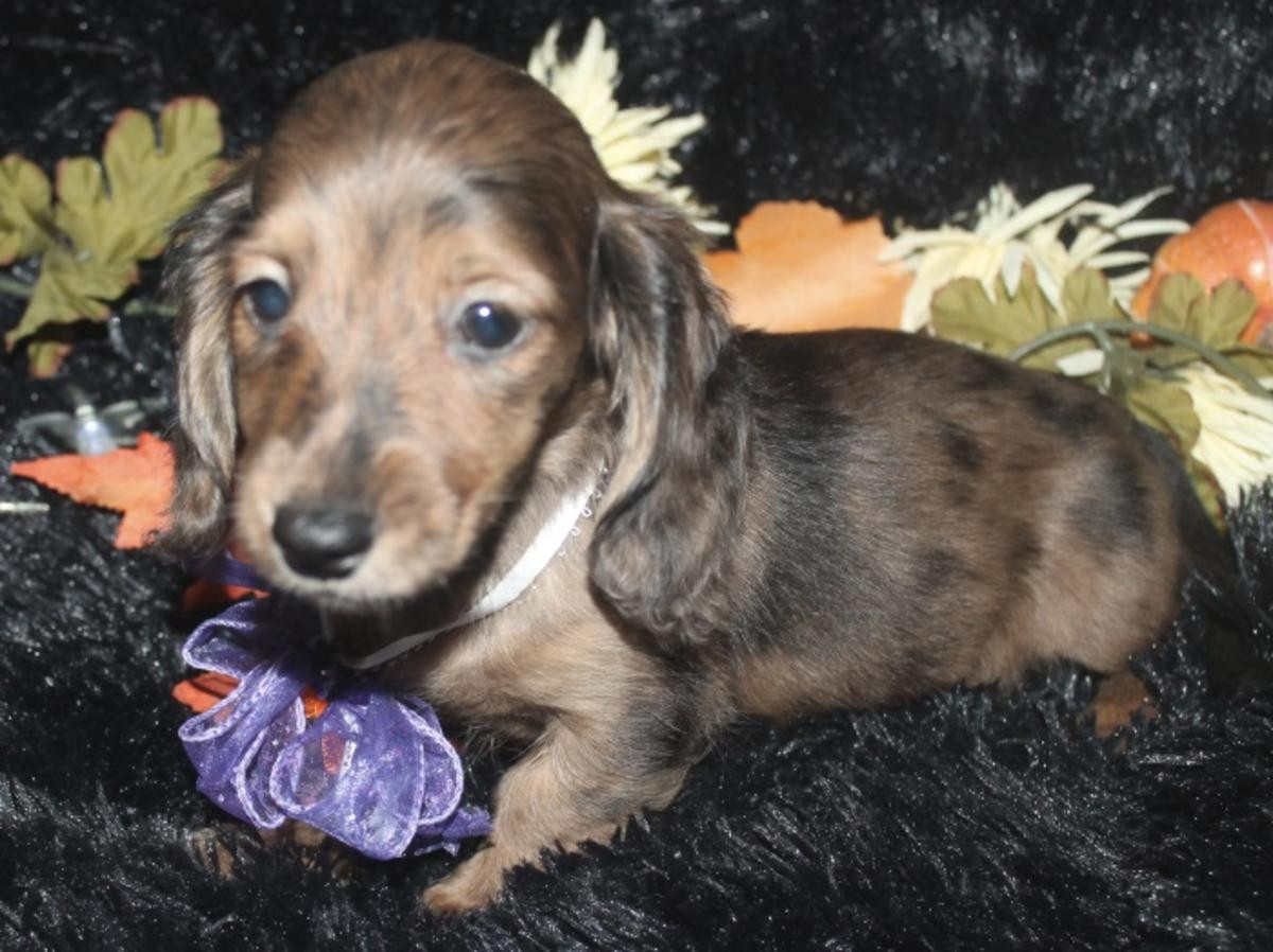 Miniature Dachshund Puppies For Sale Fort Pierce, FL 283034