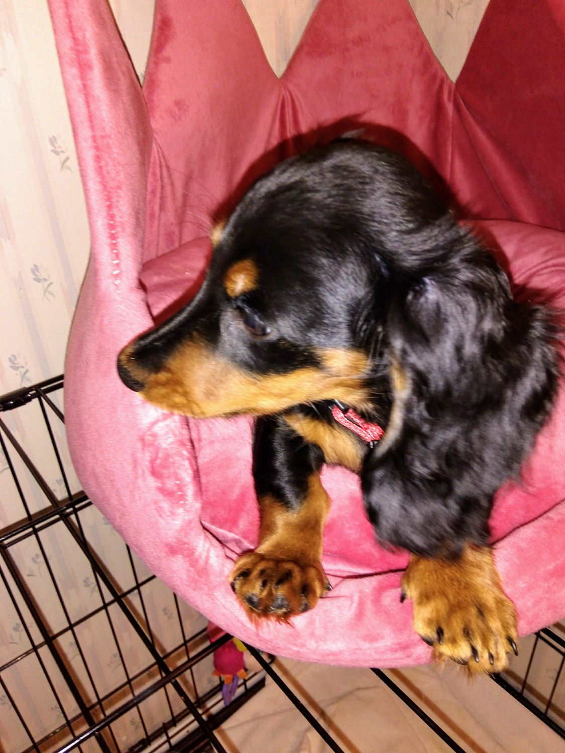 Miniature Dachshund Puppies For Sale Apple Creek, OH 290829