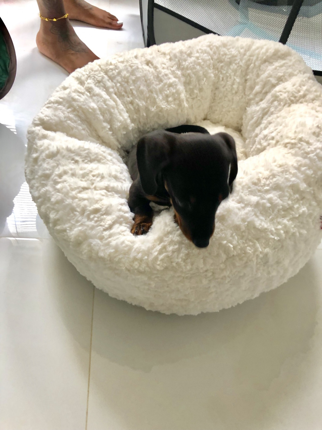 Miniature Dachshund Puppies For Sale Miami, FL 301835