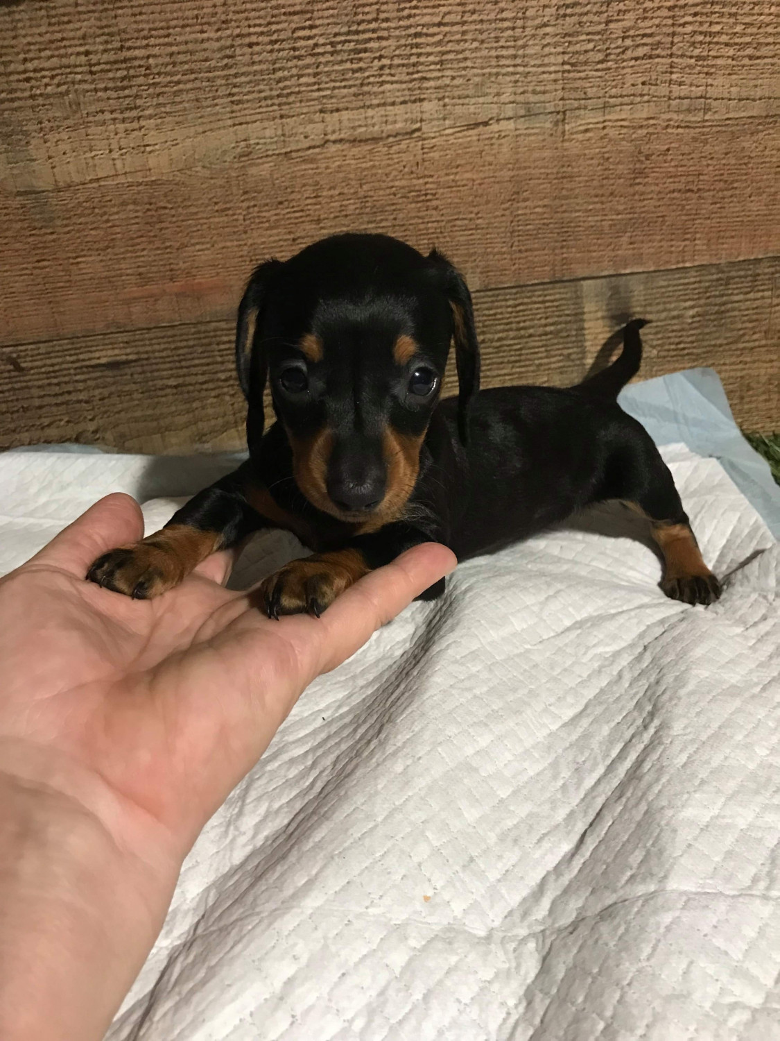 Miniature Dachshund Puppies For Sale Columbia, MS 301710