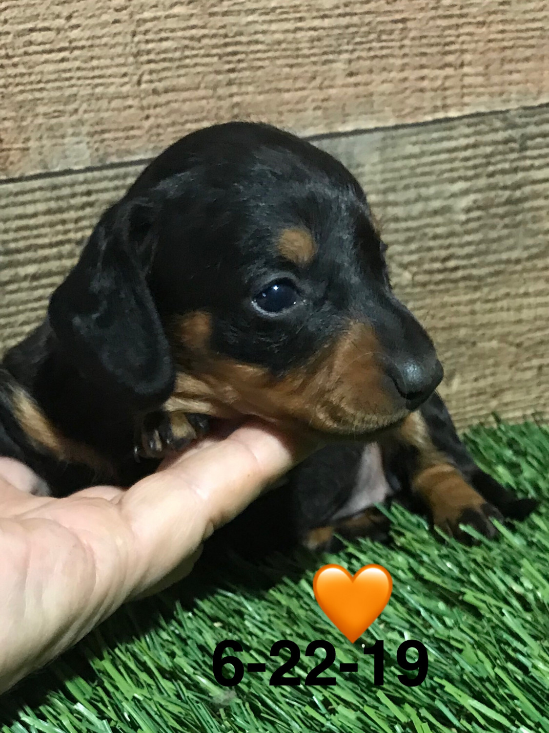 Miniature Dachshund Puppies For Sale Columbia, MS 301710