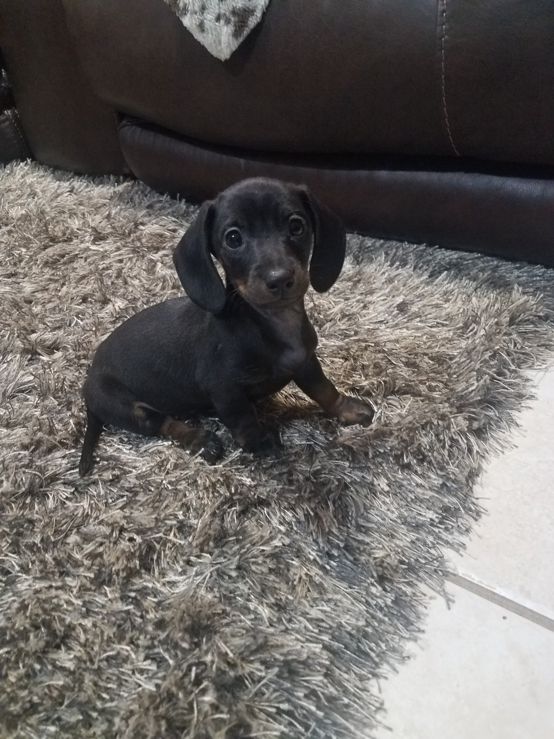 Miniature Dachshund Puppies For Sale In East Texas