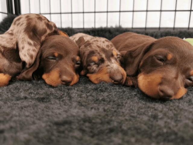 Miniature Dachshund Puppies For Sale Lucedale, MS 309365