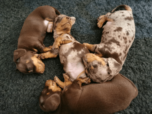 Miniature Dachshund Puppies For Sale Lucedale, MS 309365