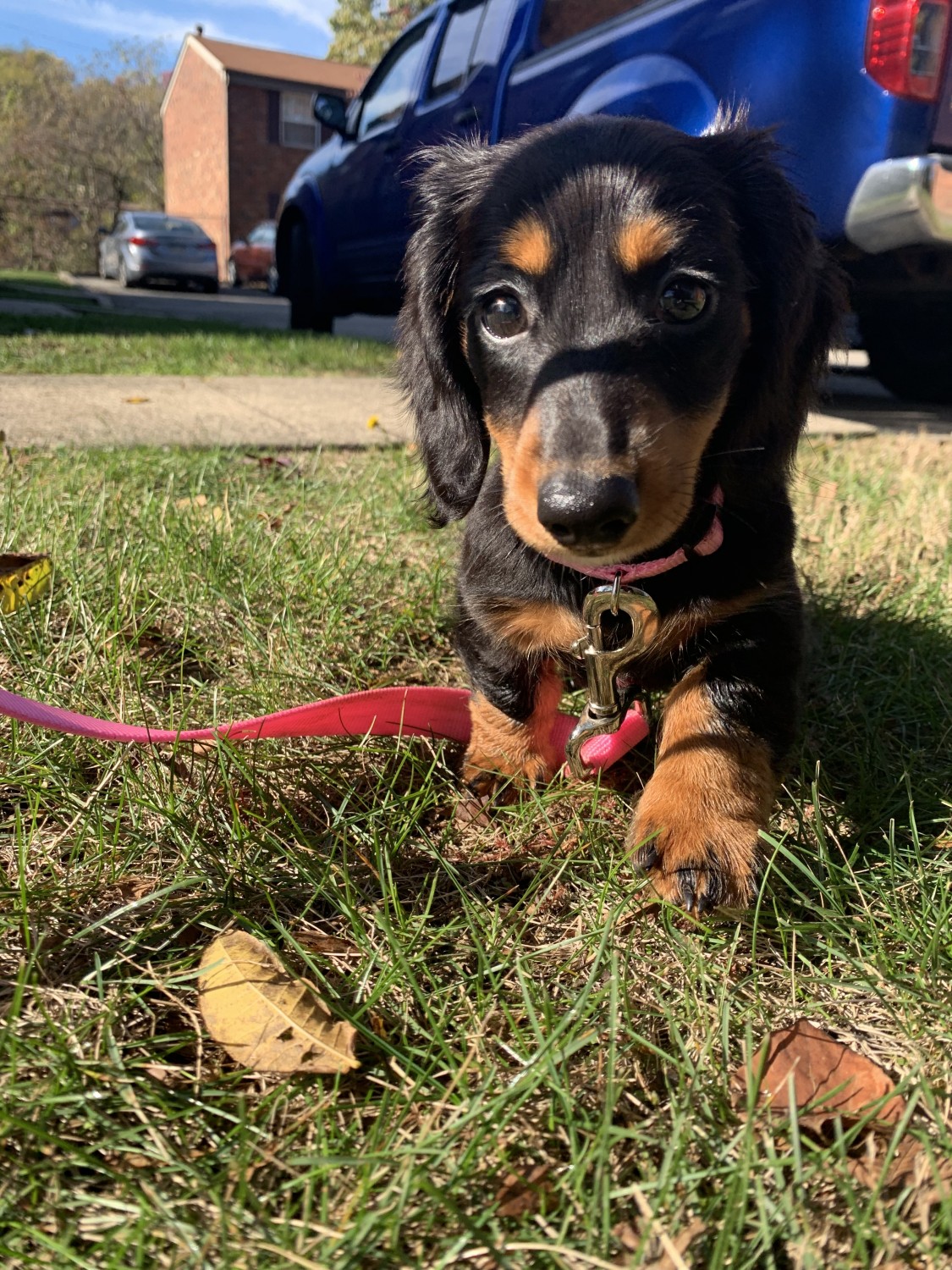 Miniature Dachshund Puppies For Sale Plum, PA 312032