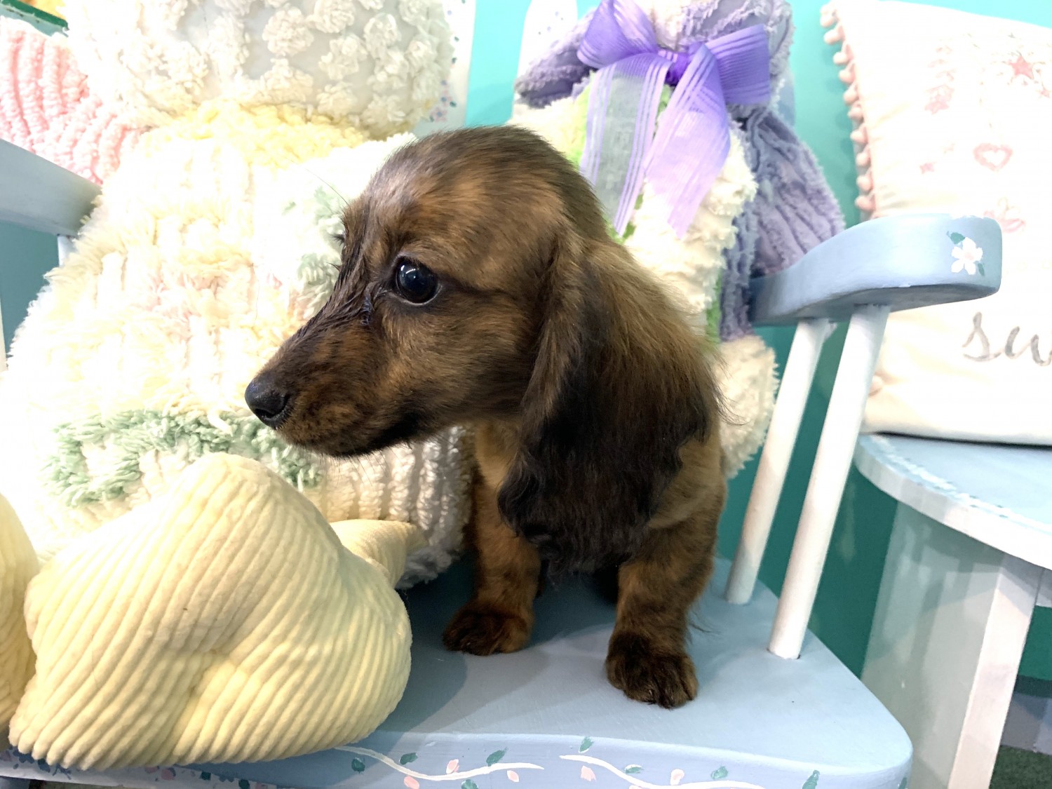 Miniature Dachshund Puppies For Sale Red House, WV 313062