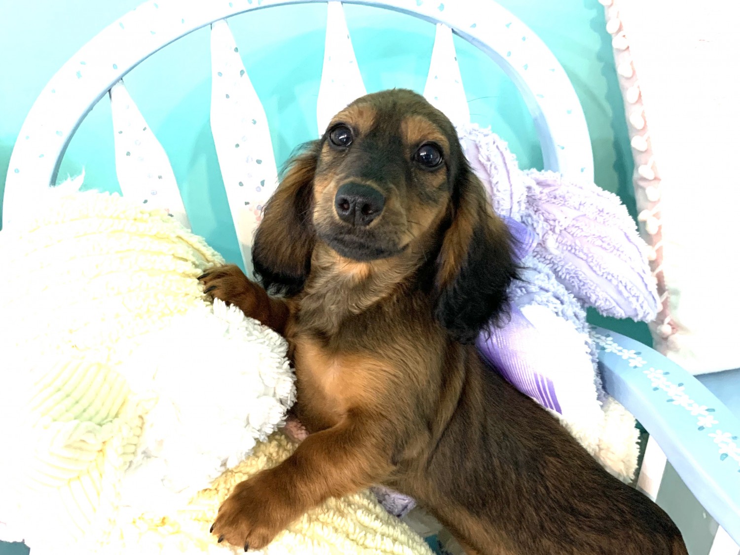 Miniature Dachshund Puppies For Sale Red House, WV 313062