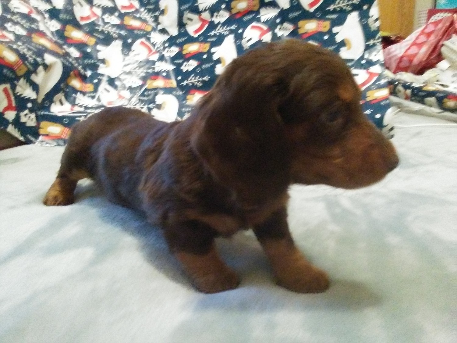Miniature Dachshund Puppies For Sale West Branch, MI 315865