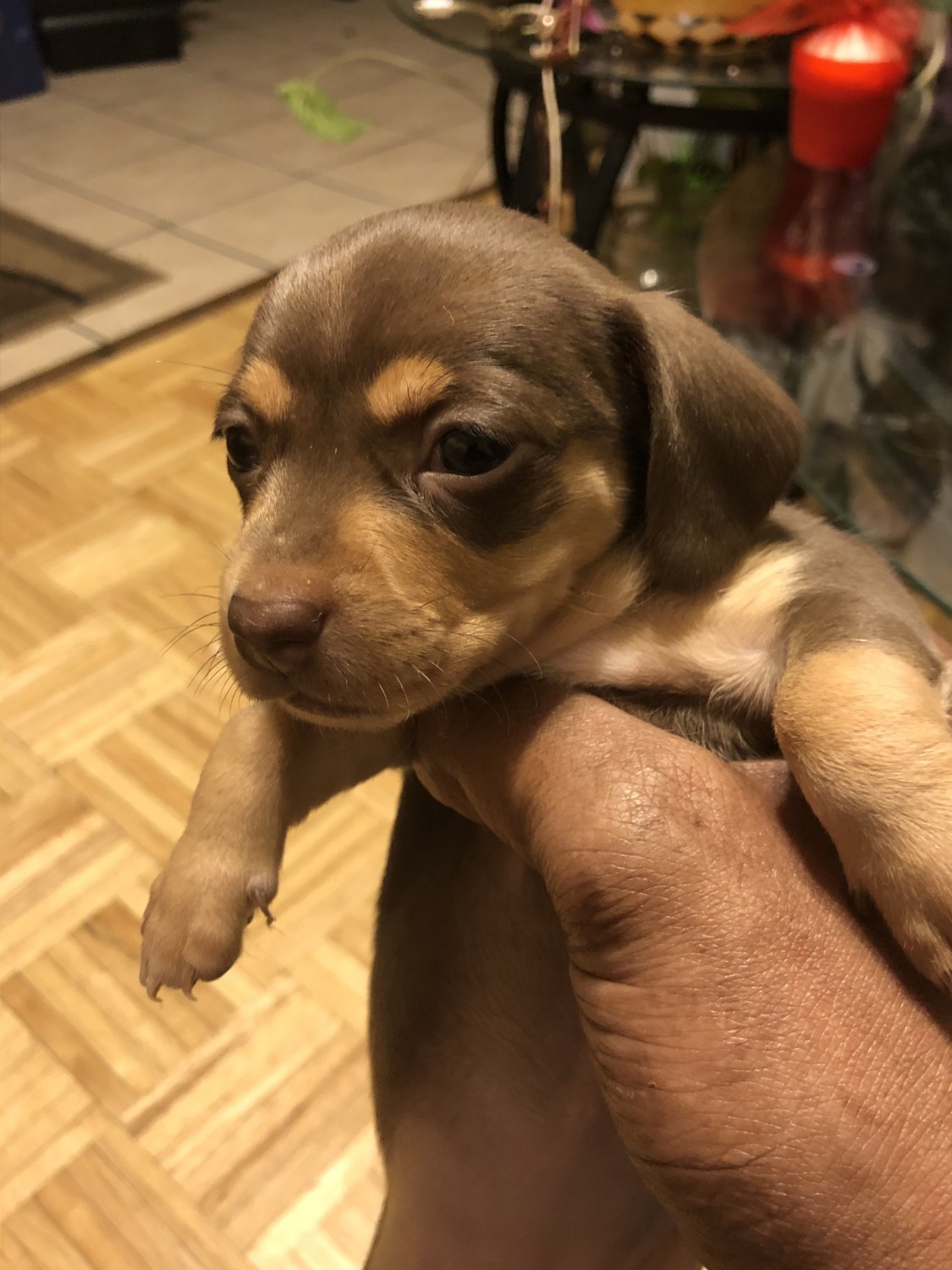Miniature Dachshund Puppies For Sale Chicago, IL 324102