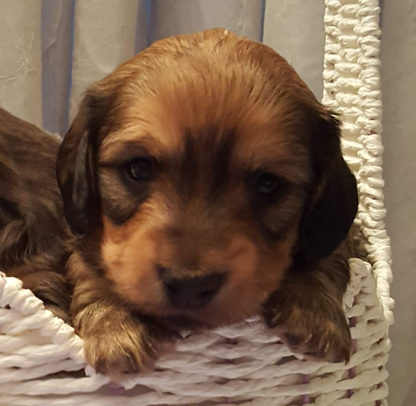 Miniature Dachshund Puppies For Sale Holiday, FL 326426